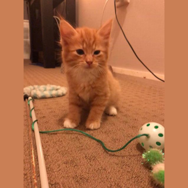 Photo of Phoenix