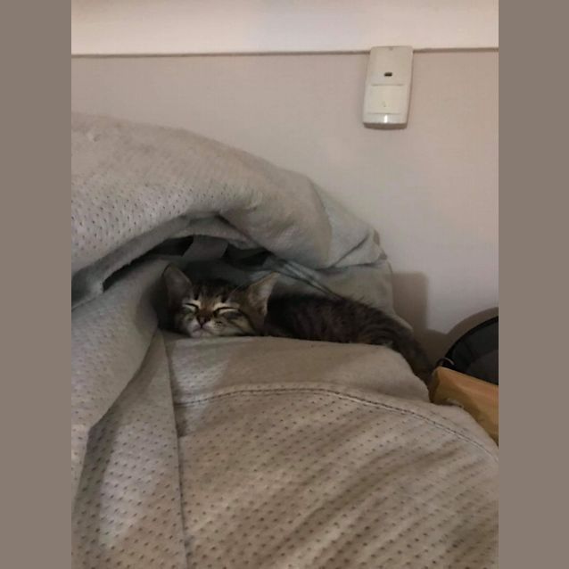 Photo of Atlas