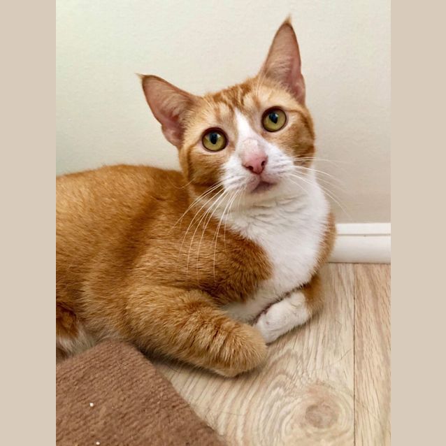 Photo of Purrloma Faith