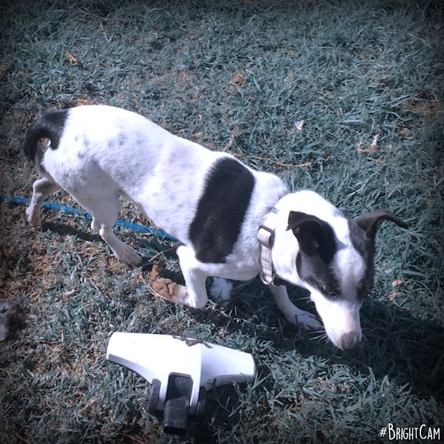 Photo of Spot ** Adorable & Clever **
