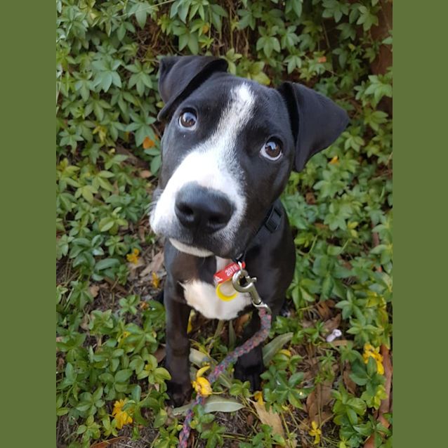 Photo of Archie D0024