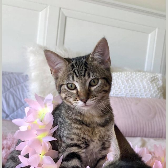 Photo of Angel 