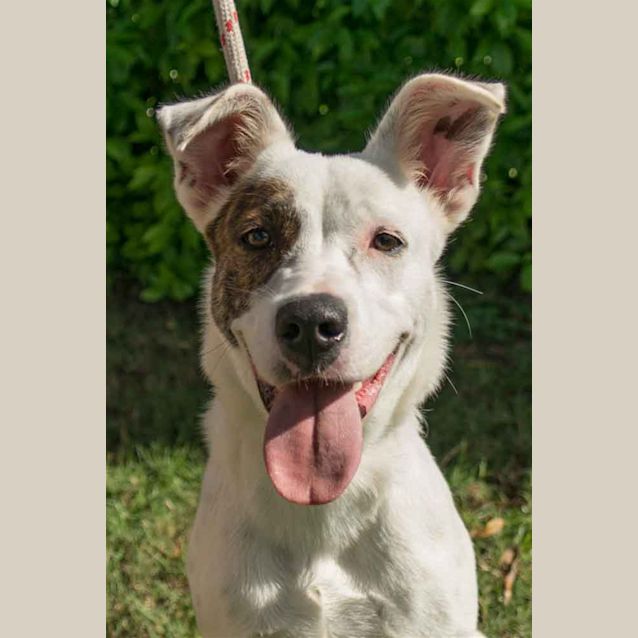 Photo of Patch