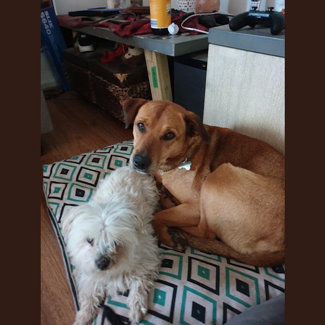 Photo of Bella The Beautiful