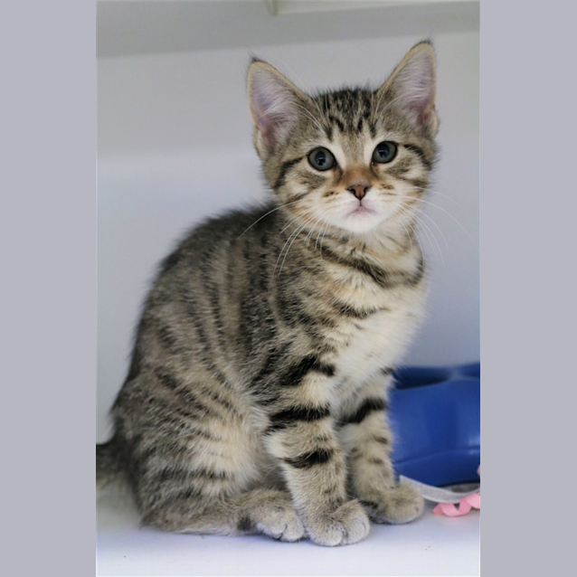 Photo of Tilly
