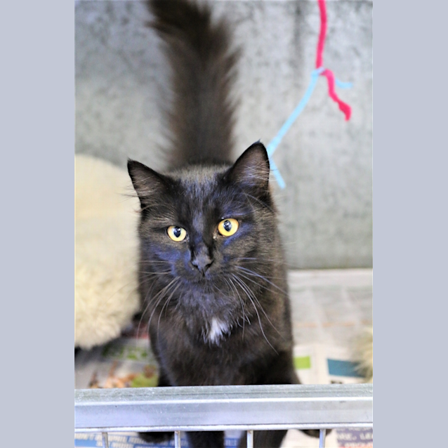 Photo of Cleo Catra