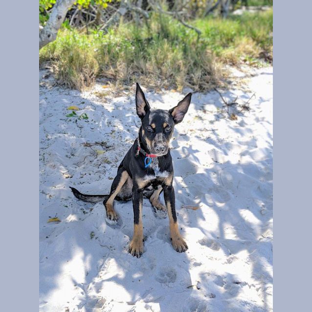 Photo of Clover 