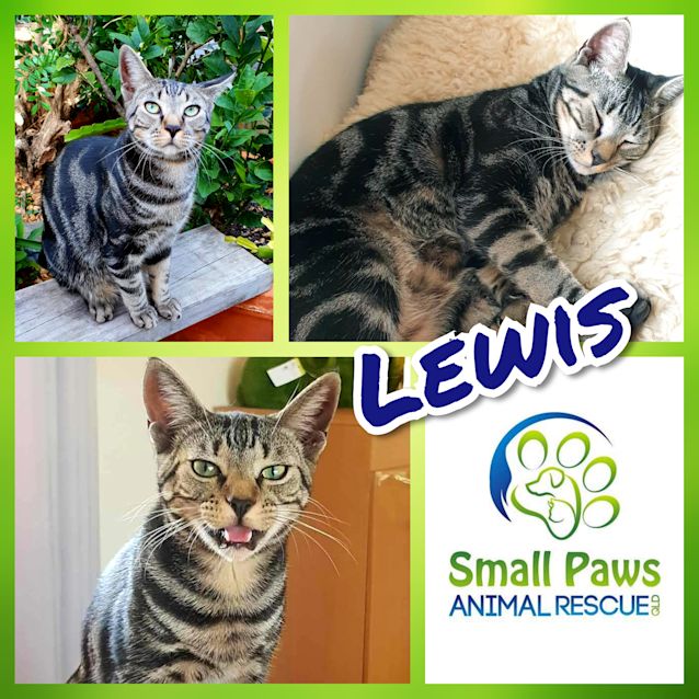 Photo of Lewis