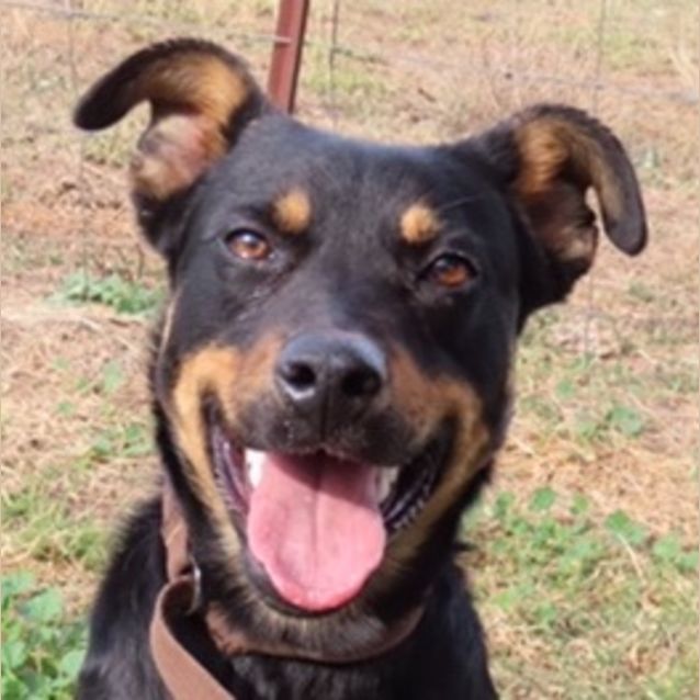 Photo of Toby