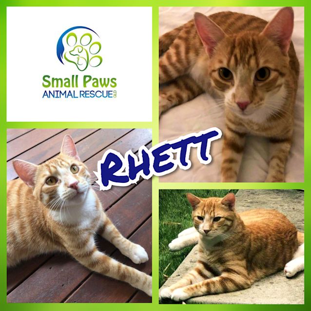 Photo of Rhett