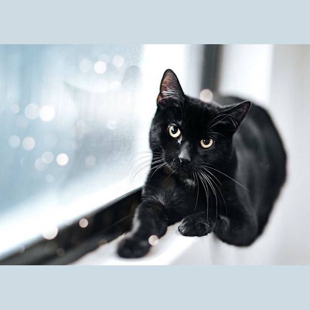 Photo of Ac1157   Taj