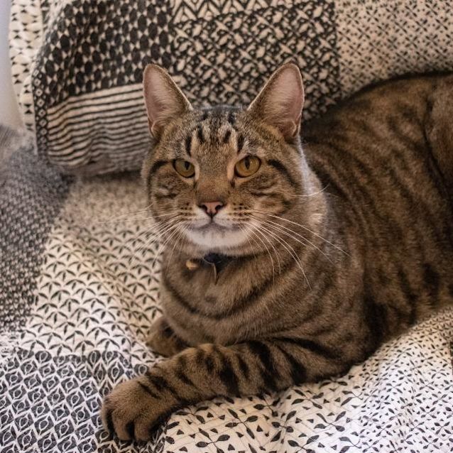 Photo of Angus