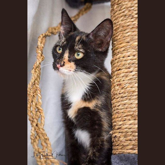 Photo of Clover