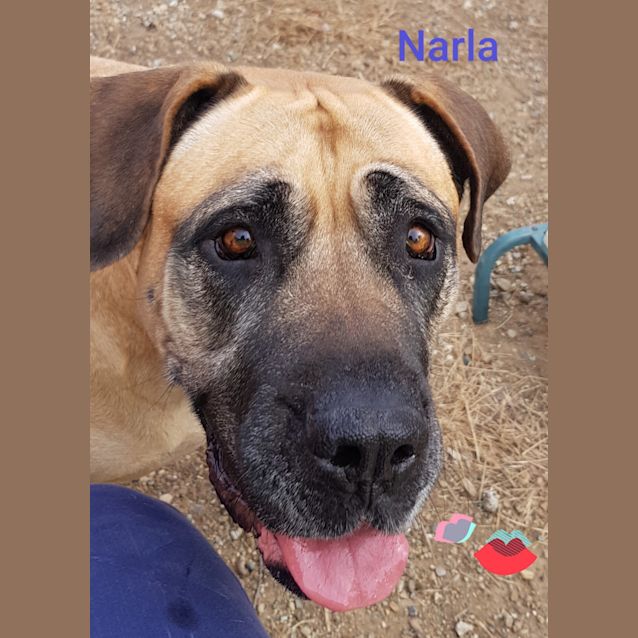 Photo of Narla (692019)