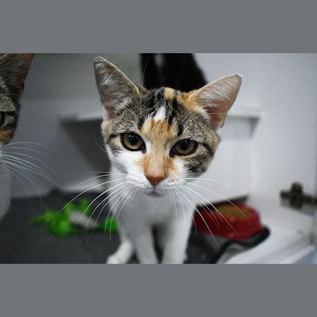 Photo of Faye 7476 Campbelltown Acf