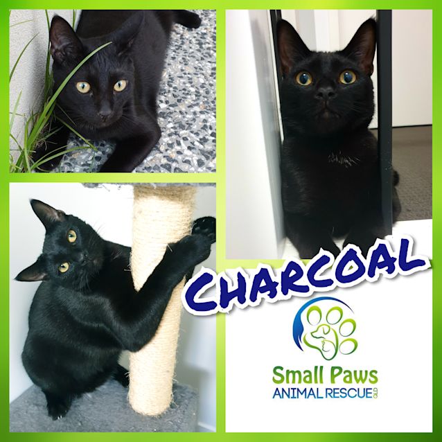 Photo of Charcoal