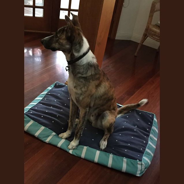 Photo of Biggles Dog And Child Friendly