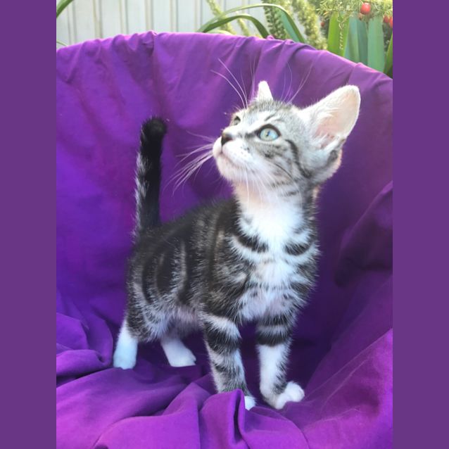 Photo of Murphy 💙😻
