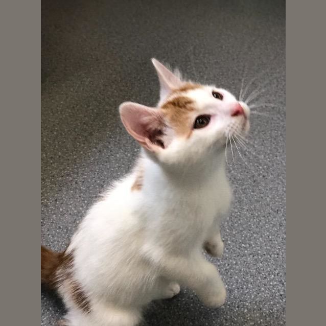 Photo of Rusty