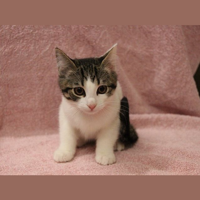 Photo of Mitzy (1047)