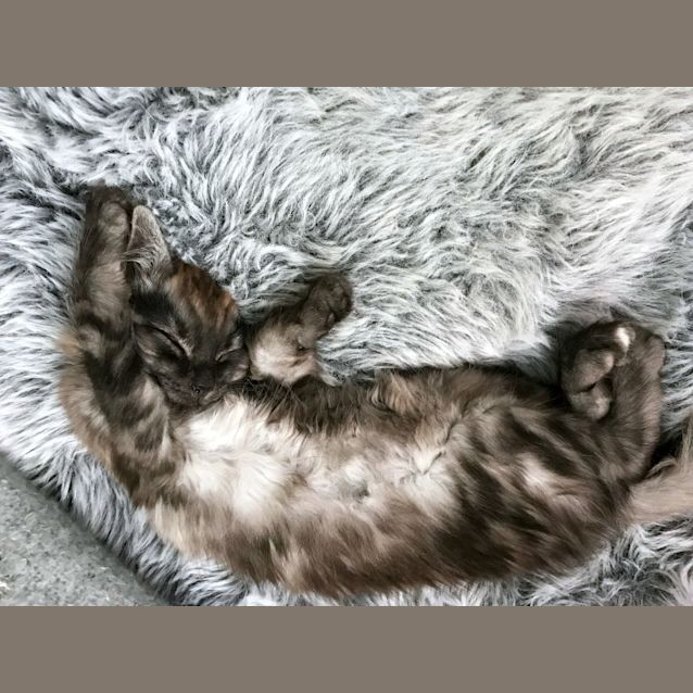 Photo of ✨ Torrhen ✨