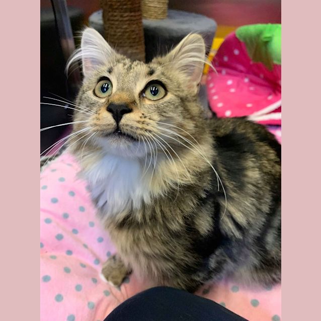 Photo of Moochi