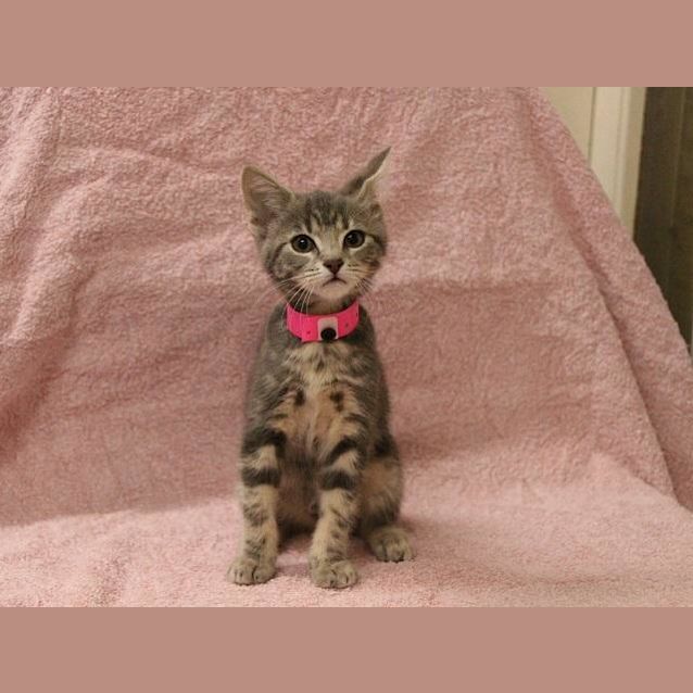 Photo of Ruby (1912)