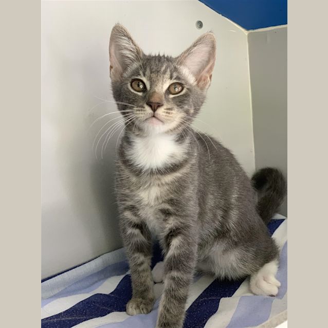 Photo of Pepper