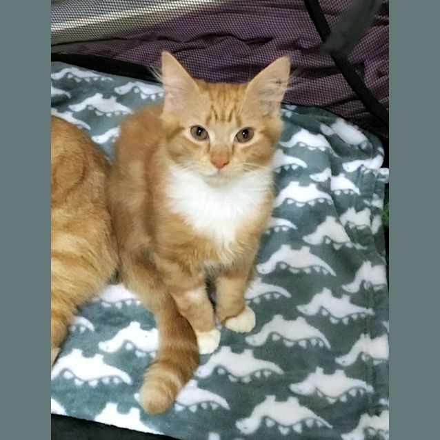 Photo of 🐈 Mycah 🐈