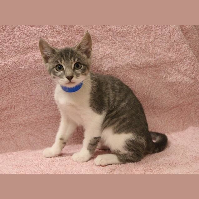 Photo of Rocky (1906)