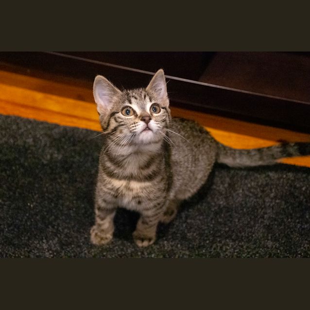 Photo of Frida ^^Dandy Cat Rescue^^