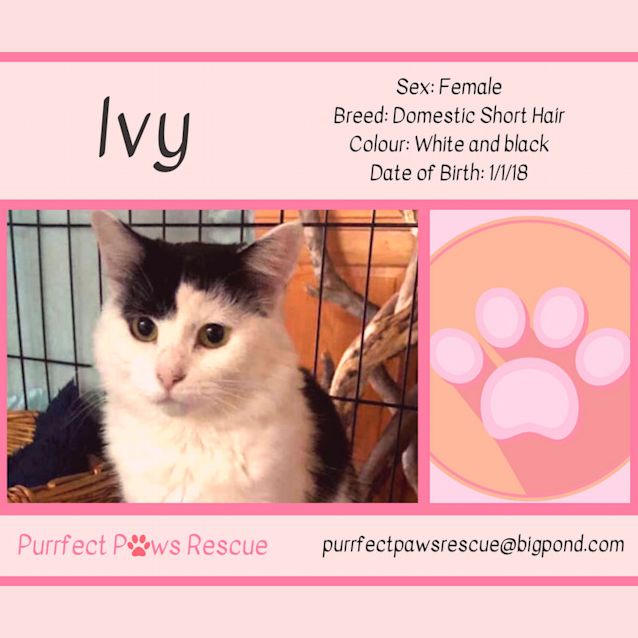 Photo of Ivy