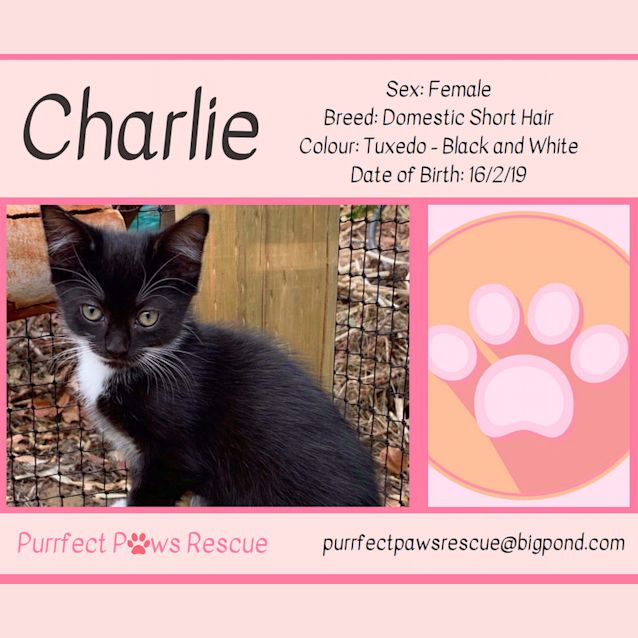 Photo of Charlie