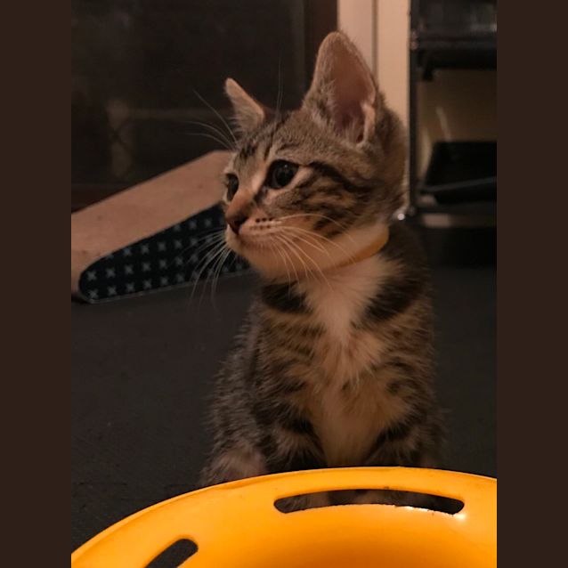 Photo of Maisy🌼
