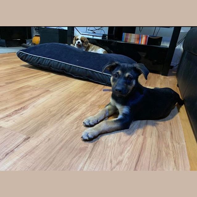 Photo of Daisy 