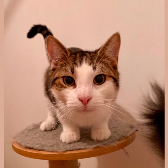 Photo of Tank