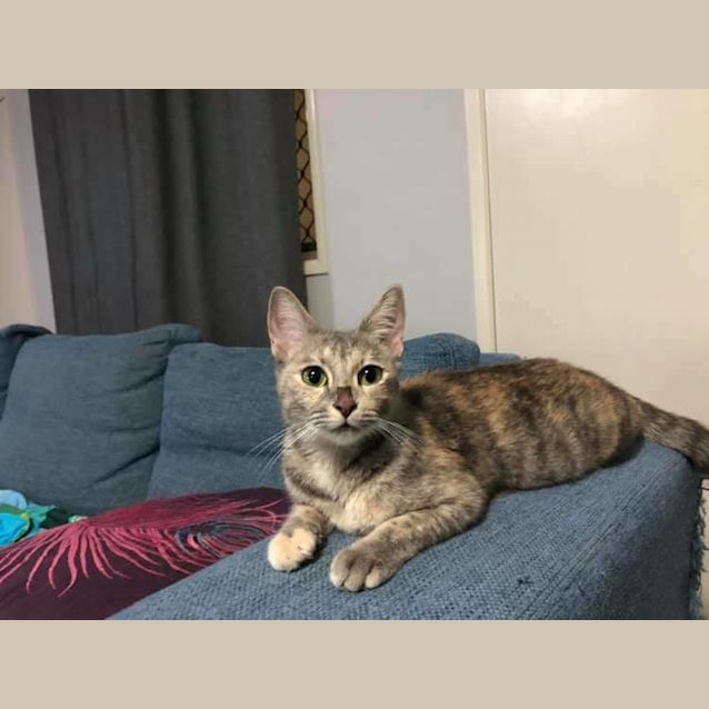 Photo of Glinda