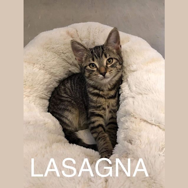 Photo of Lasagna 