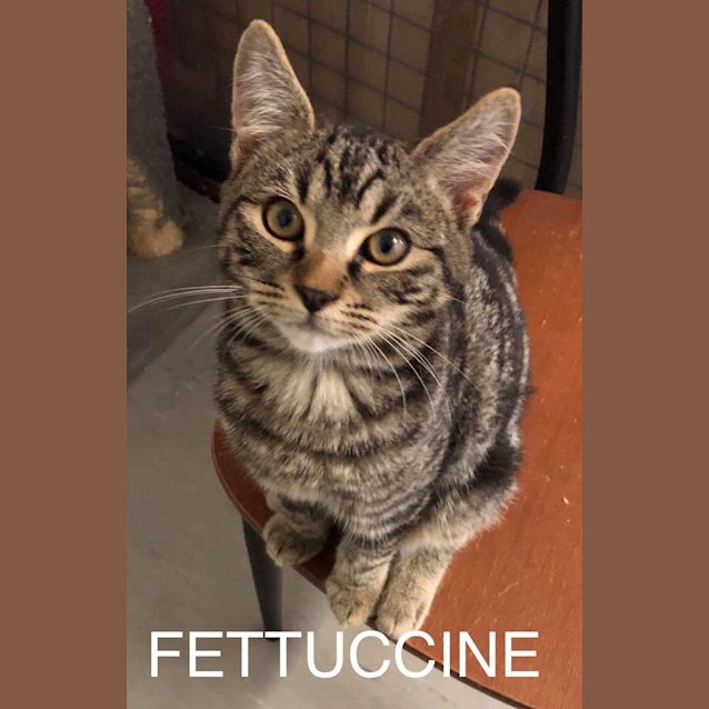 Photo of Fettuccine 