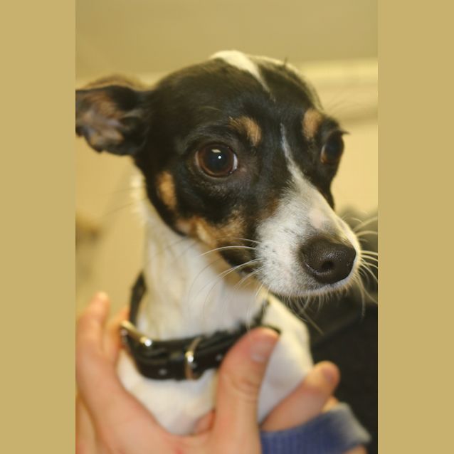 Photo of Bolt
