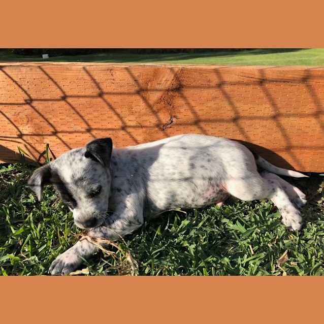 Photo of Bean ~ Cattle Dog X (On Trial 30/5/19)