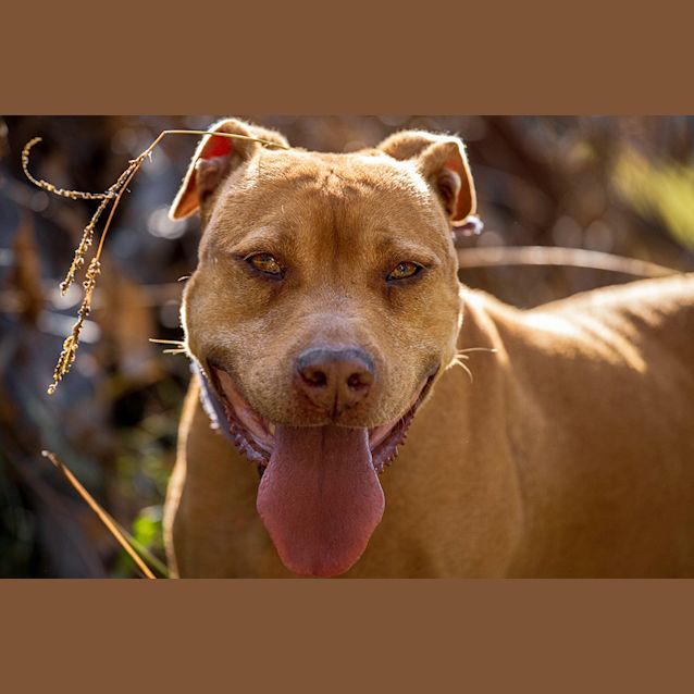 Photo of Coco ~ 8yo American Staffy X (On Trial 14/12/19)