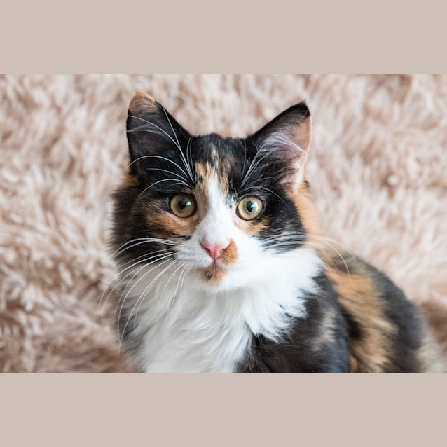 Photo of Callie 💖