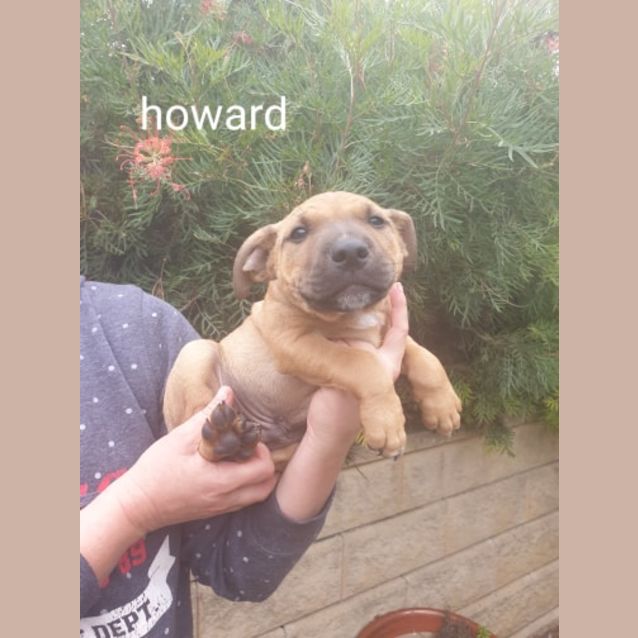 Photo of Howard
