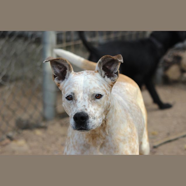 Photo of Spartan  ( Lucy)