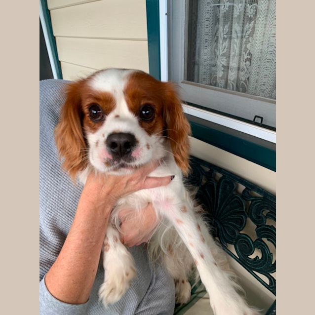 Photo of Foster A Fabulous Boy 