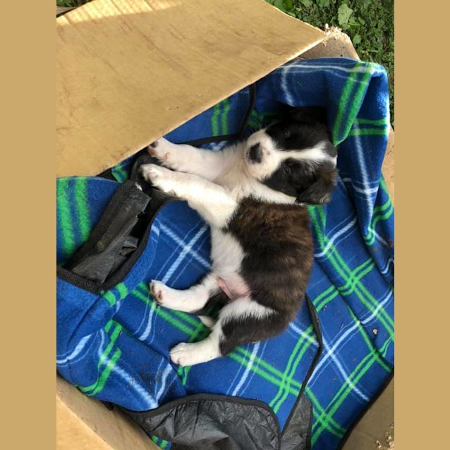 Photo of Darcy 
