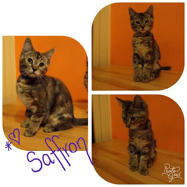 Photo of Saffron
