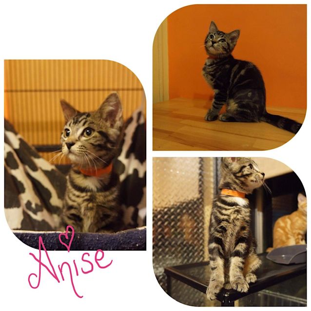 Photo of Anise 