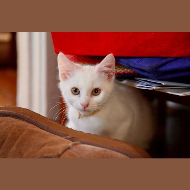 Photo of Yogi